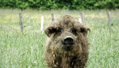 fauser-biolandbetrieb-wollschwein